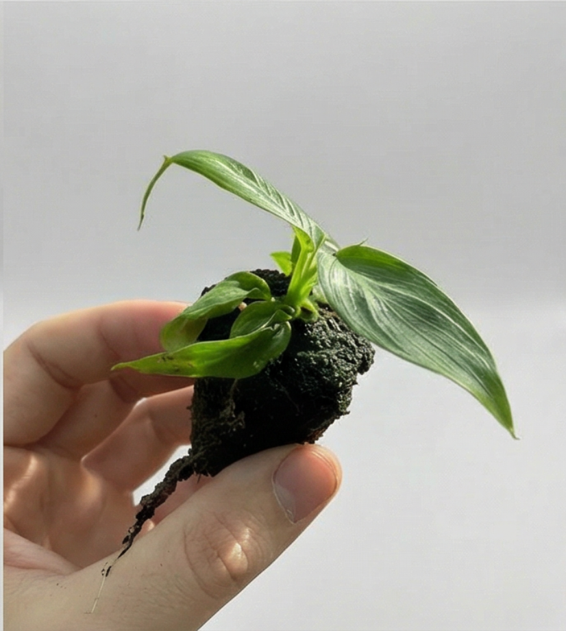 1x Unusual Mini Mystery Philodendron Subscription