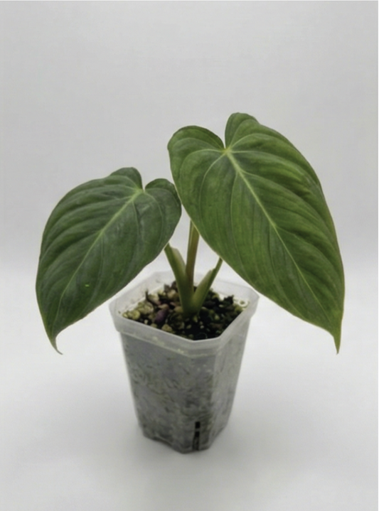1x Unusual Mini Mystery Philodendron Subscription