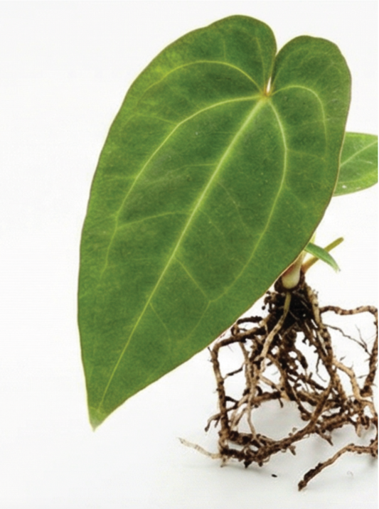 1x Unusual Mini Mystery Anthurium Subscription