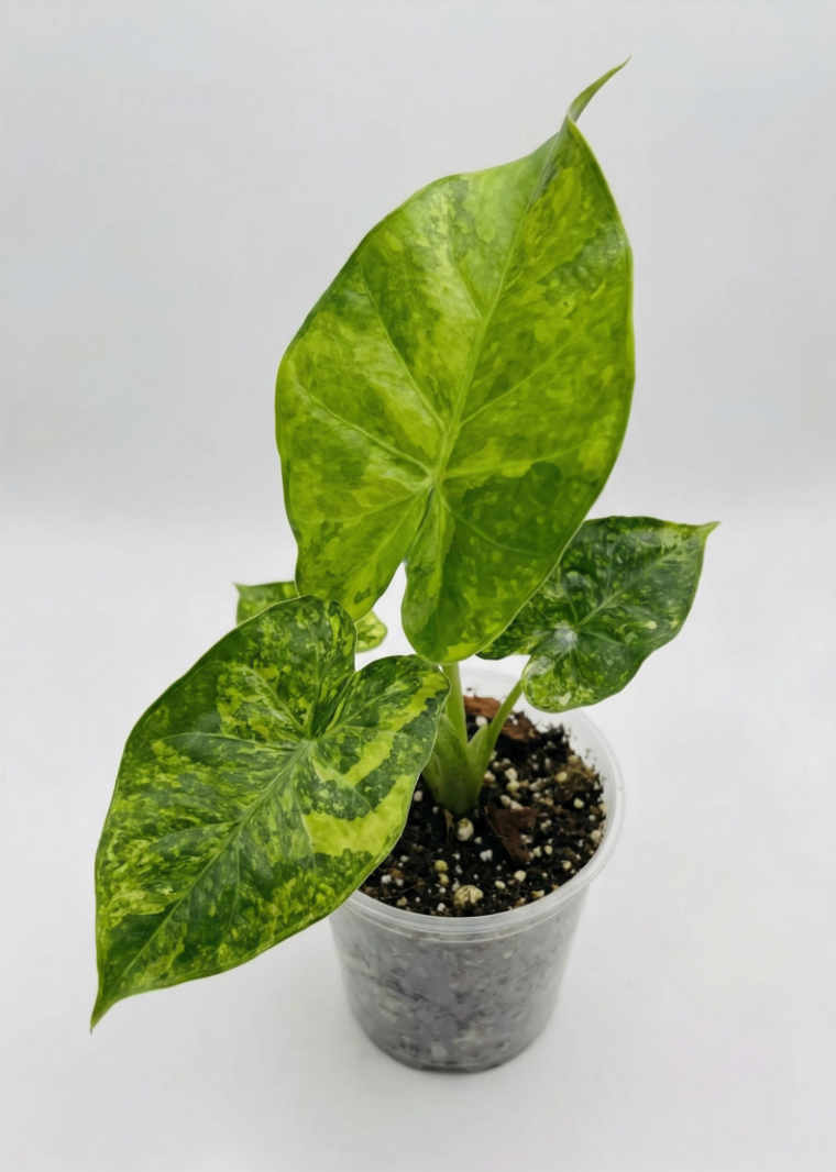 1x Unusual Mini Mystery Alocasia Subscription
