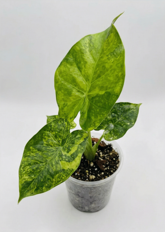 1x Unusual Mini Mystery Alocasia Subscription