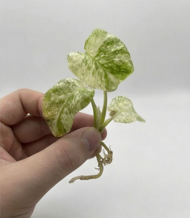 Monstera ’White Monster’