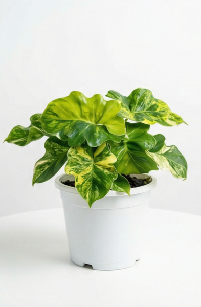 philodendron super atom size Philodendron Super Atom Variegata - Rare Aroid