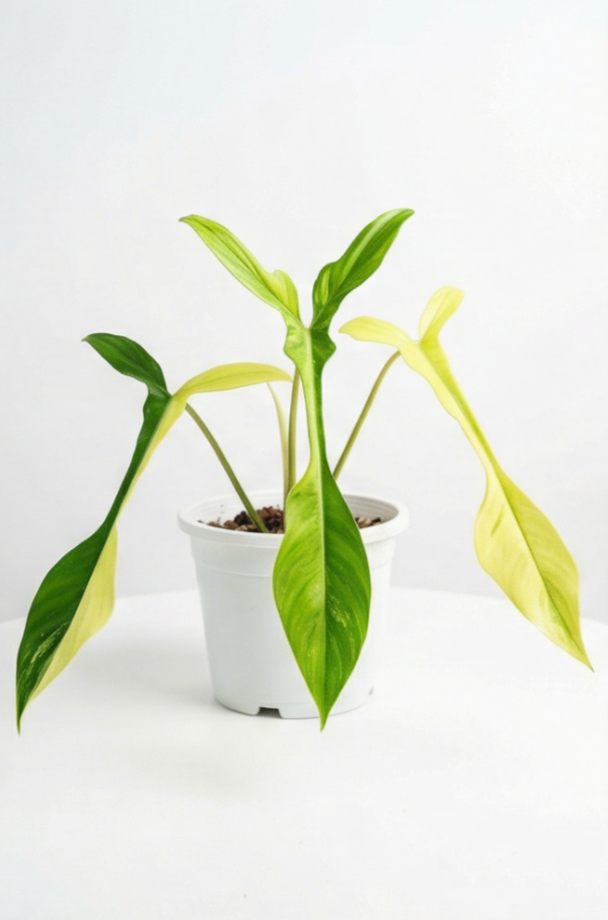 Philodendron joepii Variegata - Preorder