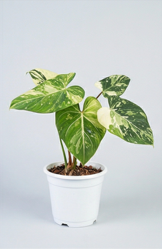 Philodendron gloriosum Tricolor - Preorder