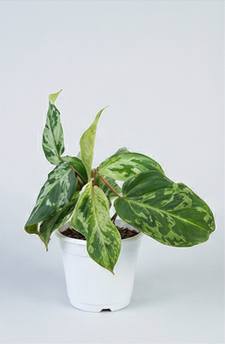 Philodendron gloriosum Snow Leopard Variegata - Preorder