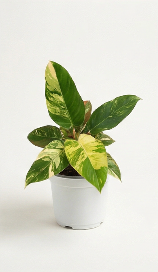 Philodendron Imperial Green Variegata - Preorder