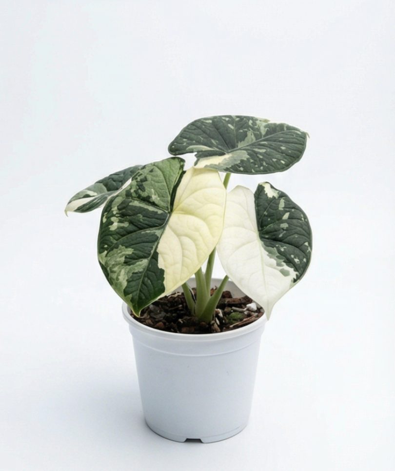 Alocasia melo Albo Variegata - plant care information | Rare
