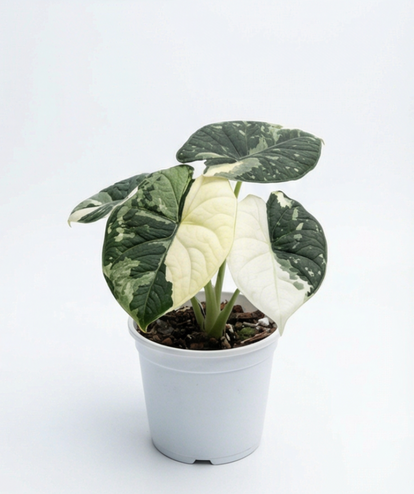 H*e様 1 Alocasia melo 'Albo' Alocasia melo Albo Variegata - plant care information | Rare