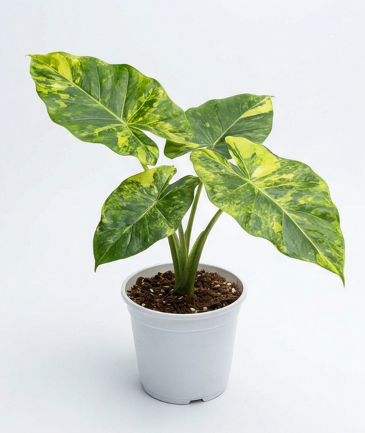 Alocasia portodora aurea - Preorder