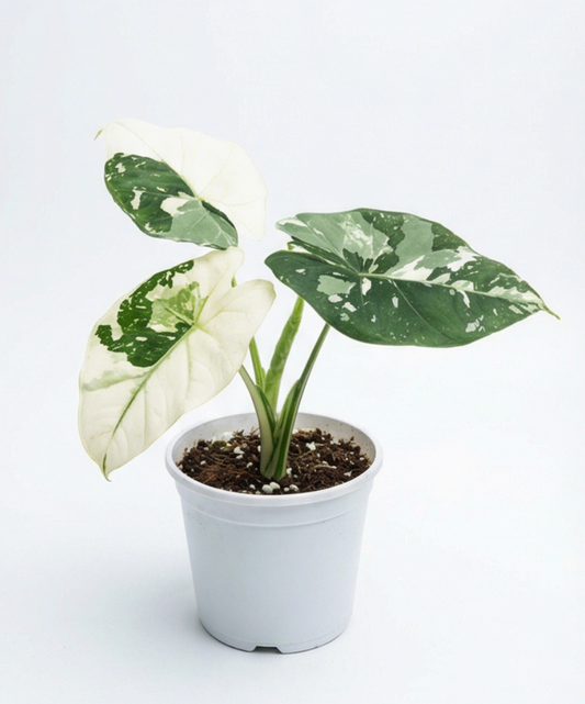 Alocasia Simpo Albo Variegata - Preorder