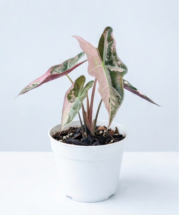 その他観葉植物 Alocasia Nobilis Pink Variegated Alocasia nobilis Pink Variegata - Alocasia Pink Variegata plant
