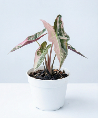 Alocasia nobilis Pink Variegata - Alocasia Pink Variegata plant