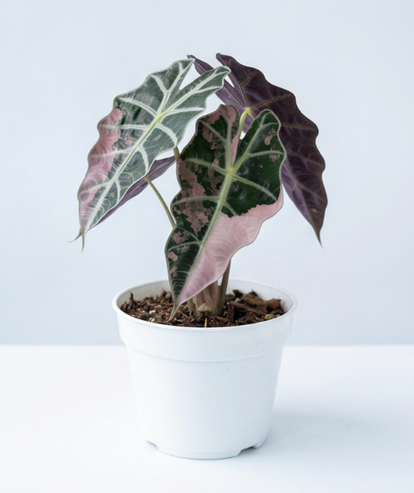 Alocasia Polly Pink Variegata - rare aroid | Plant care guide