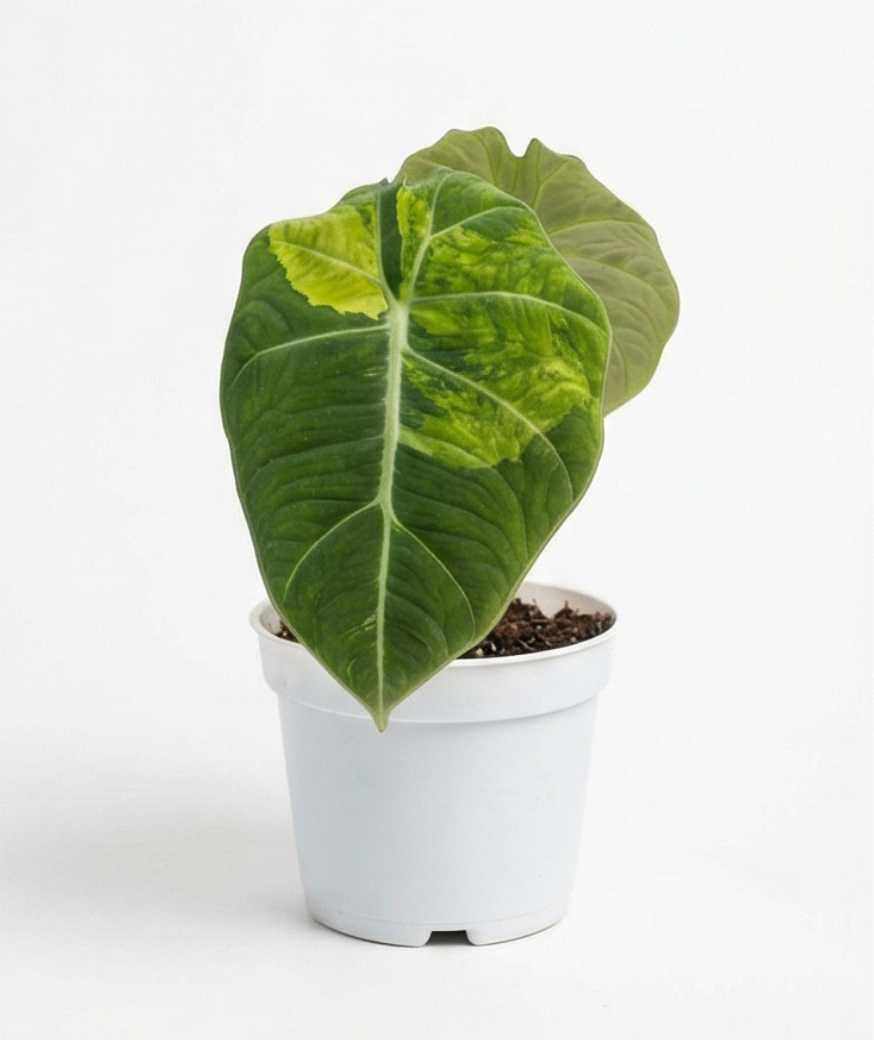 Alocasia maharani aurea - Preorder