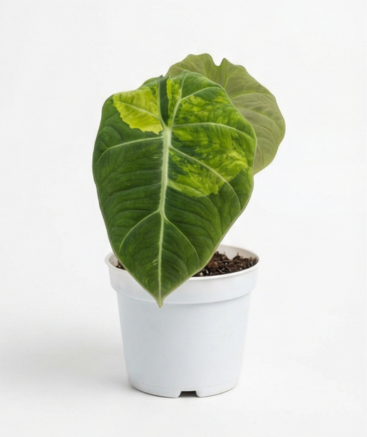 Alocasia maharani aurea - Preorder