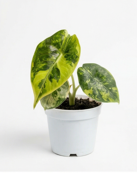 Alocasia azlanii aurea - rare aroid | Preorder - care guide