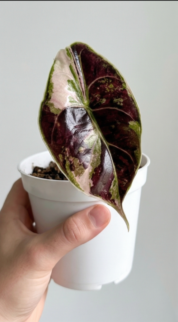 Alocasia azlanii variegata - Preorder