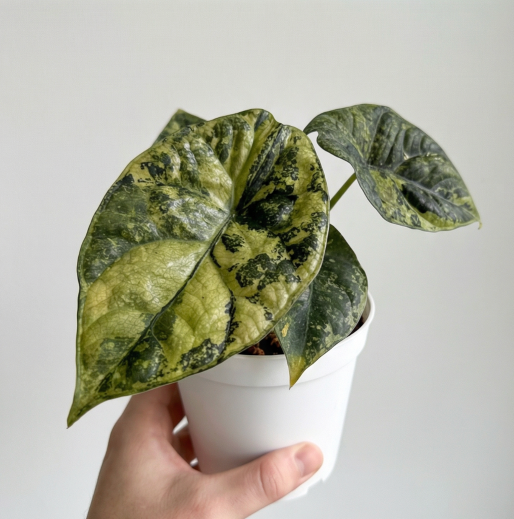 Alocasia sinuata Quilted Dreams variegata - Preorder