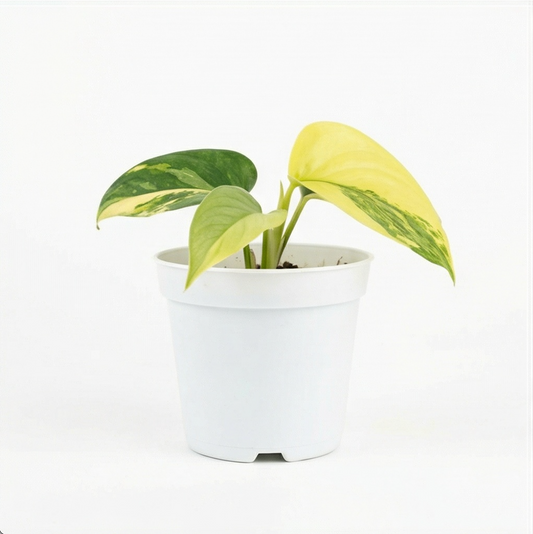 Scindapsus pictus Variegata - Preorder