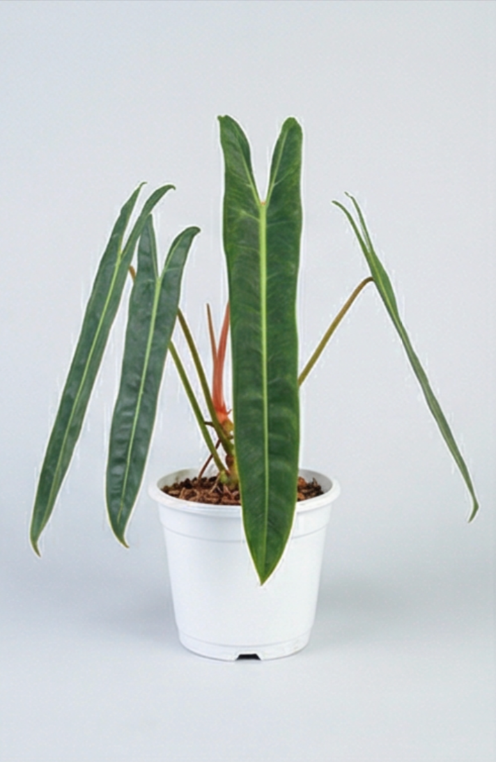 Mini Philodendron Spiritus Sancti