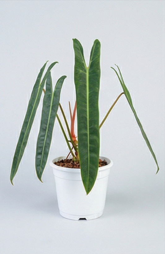 Mini Philodendron Spiritus Sancti