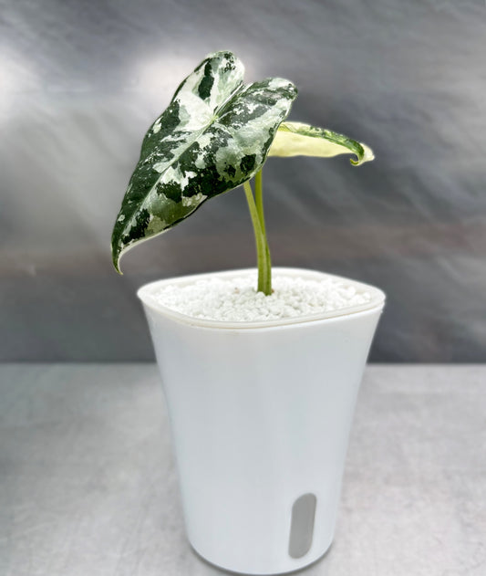 Self-watering planter