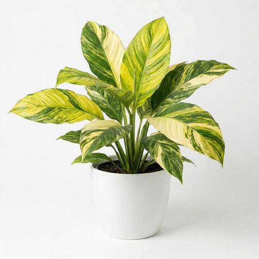 Variegated Spathiphyllum Sensation Aurea - exotic tropical Aroid plant