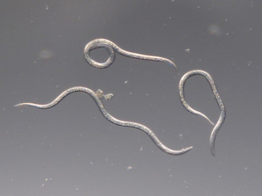 Nematodes for vine weevil