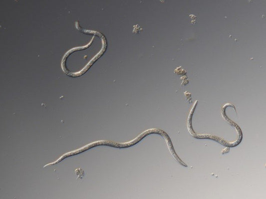Nematodes for chafer grubs