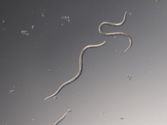 Nematodes for crane flies