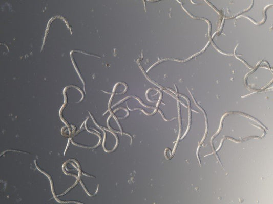 Nematodes for fungus gnats
