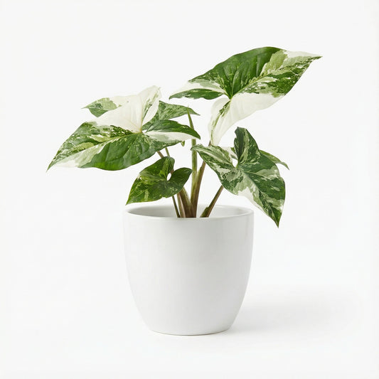 Syngonium Albo Variegated