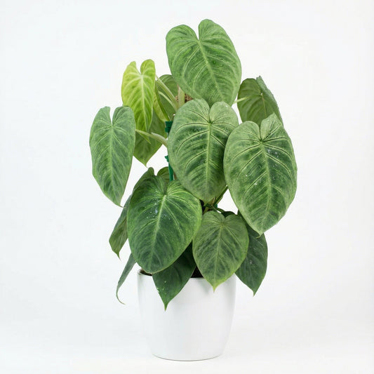 Syngonium Forsted Heart