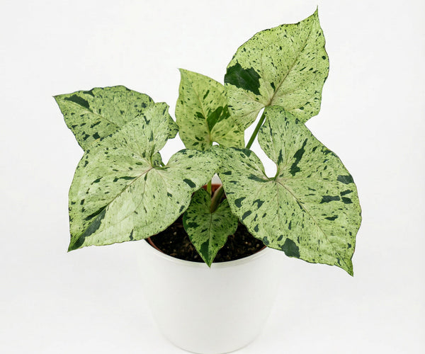 Syngonium Green Splash - preorder plant | Fast-growing aroid ...