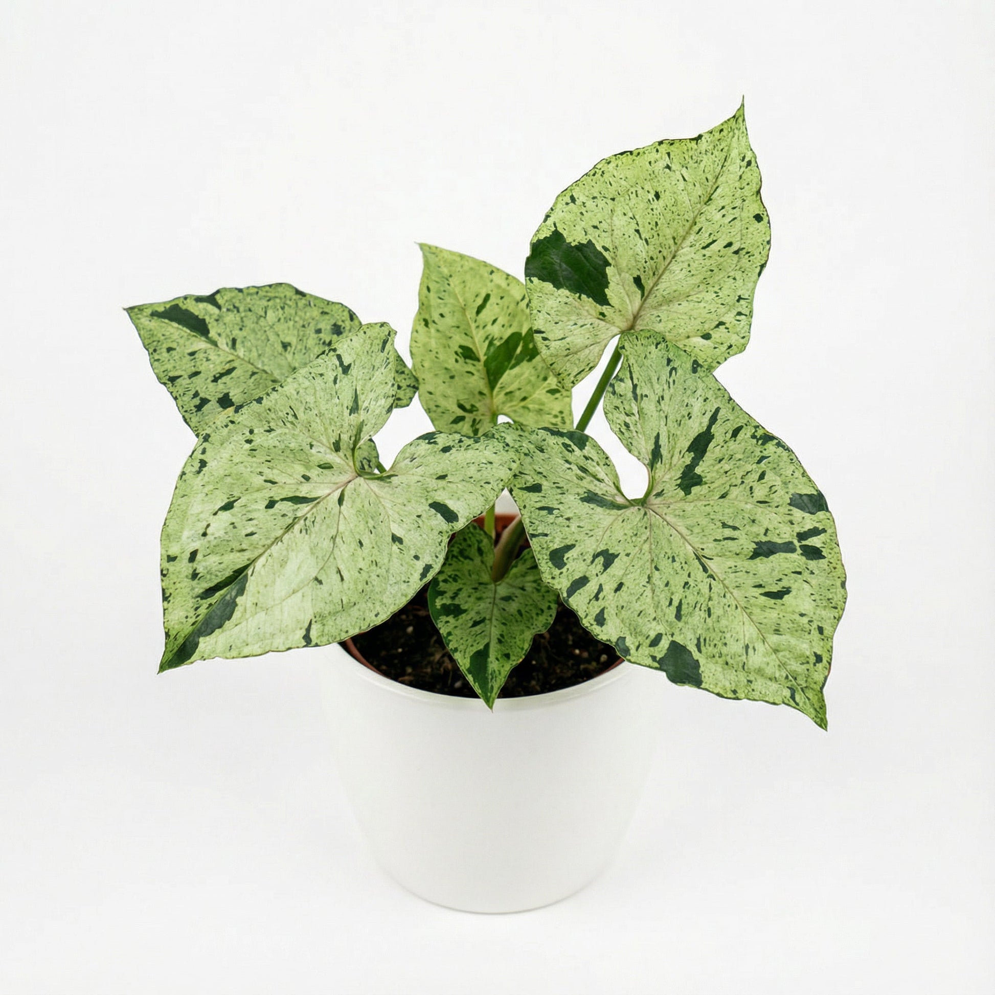 Syngonium Green Splash