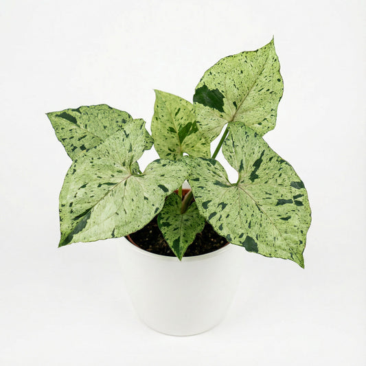 Syngonium Green Splash