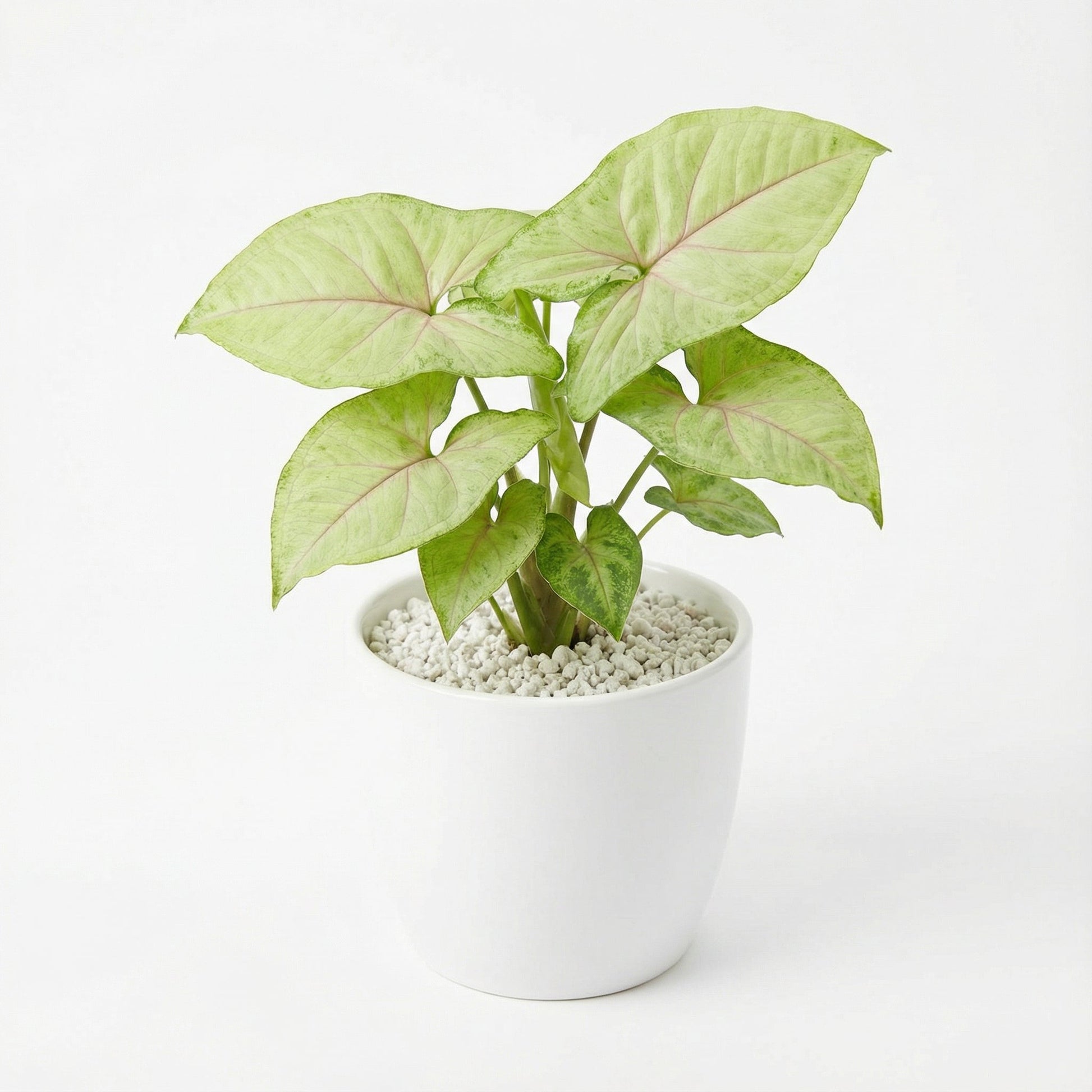 Syngonium Laila