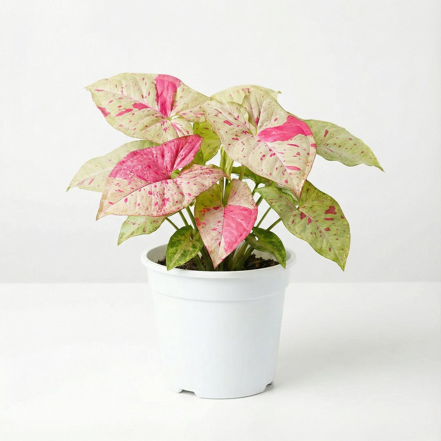 Syngonium Milk Confetti