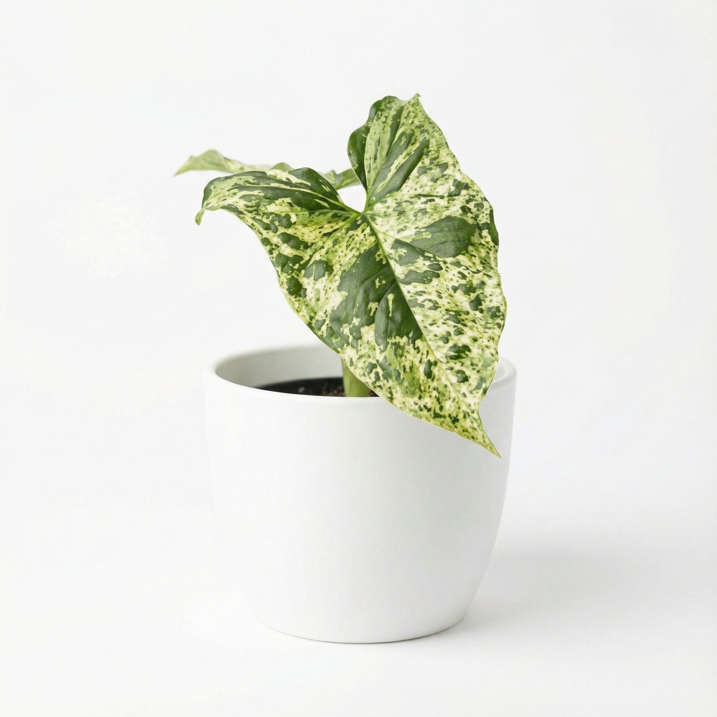 Syngonium Mojito