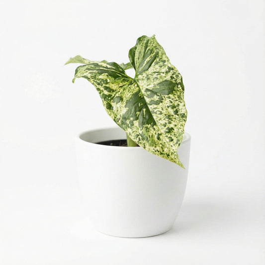 Syngonium Mojito