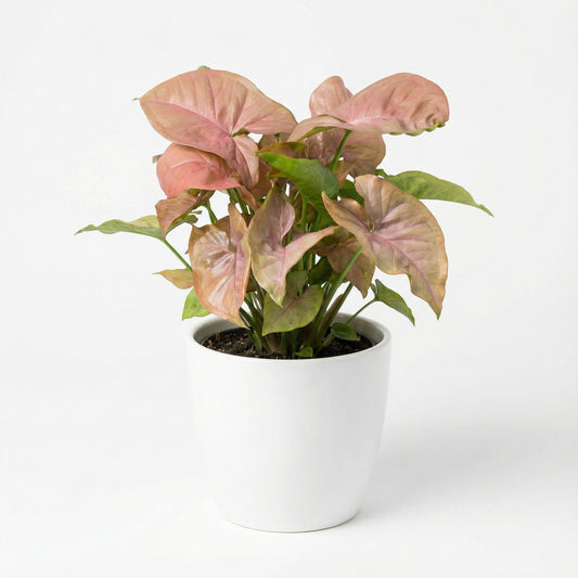 Syngonium Neon