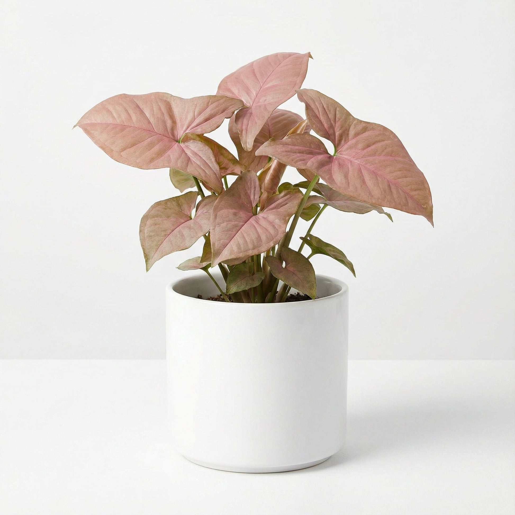 Syngonium Pink Arrow