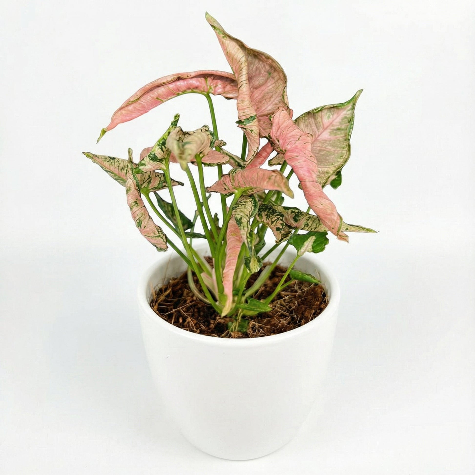 Syngonium Pink Rolli