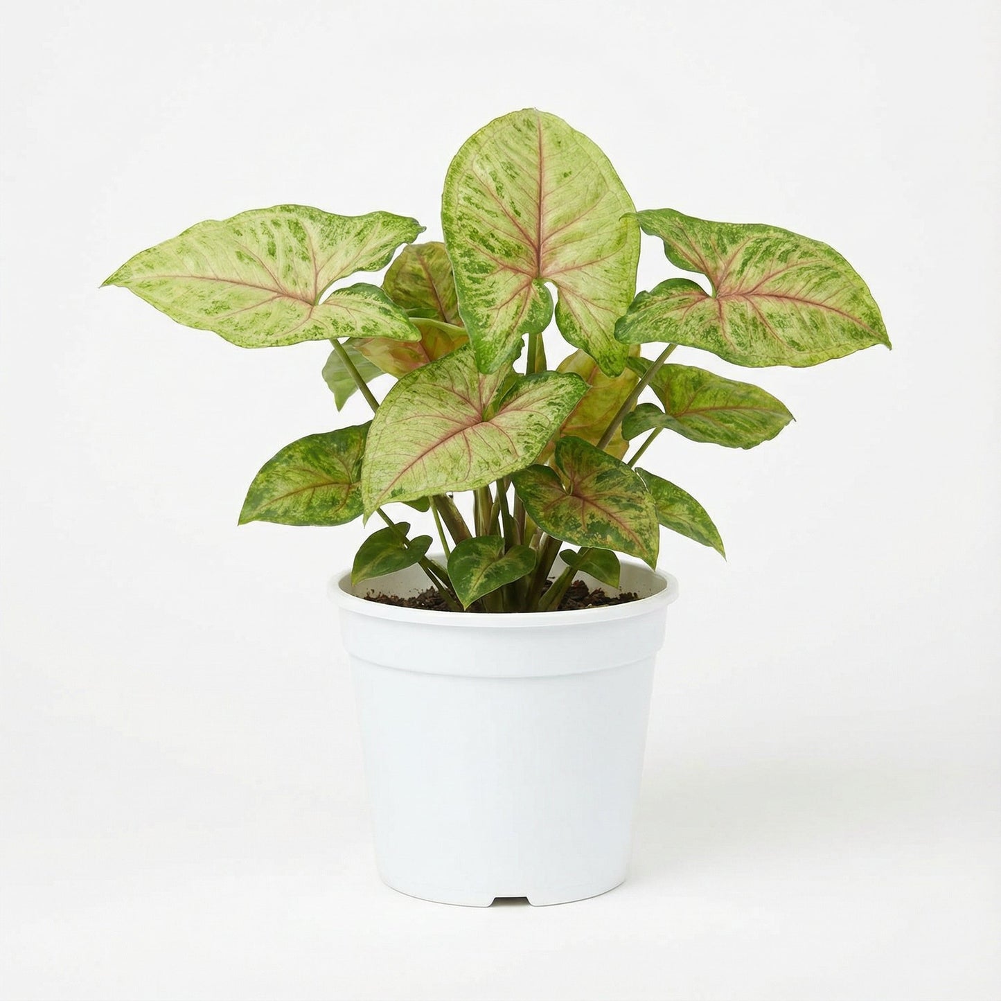 Syngonium Red Yami