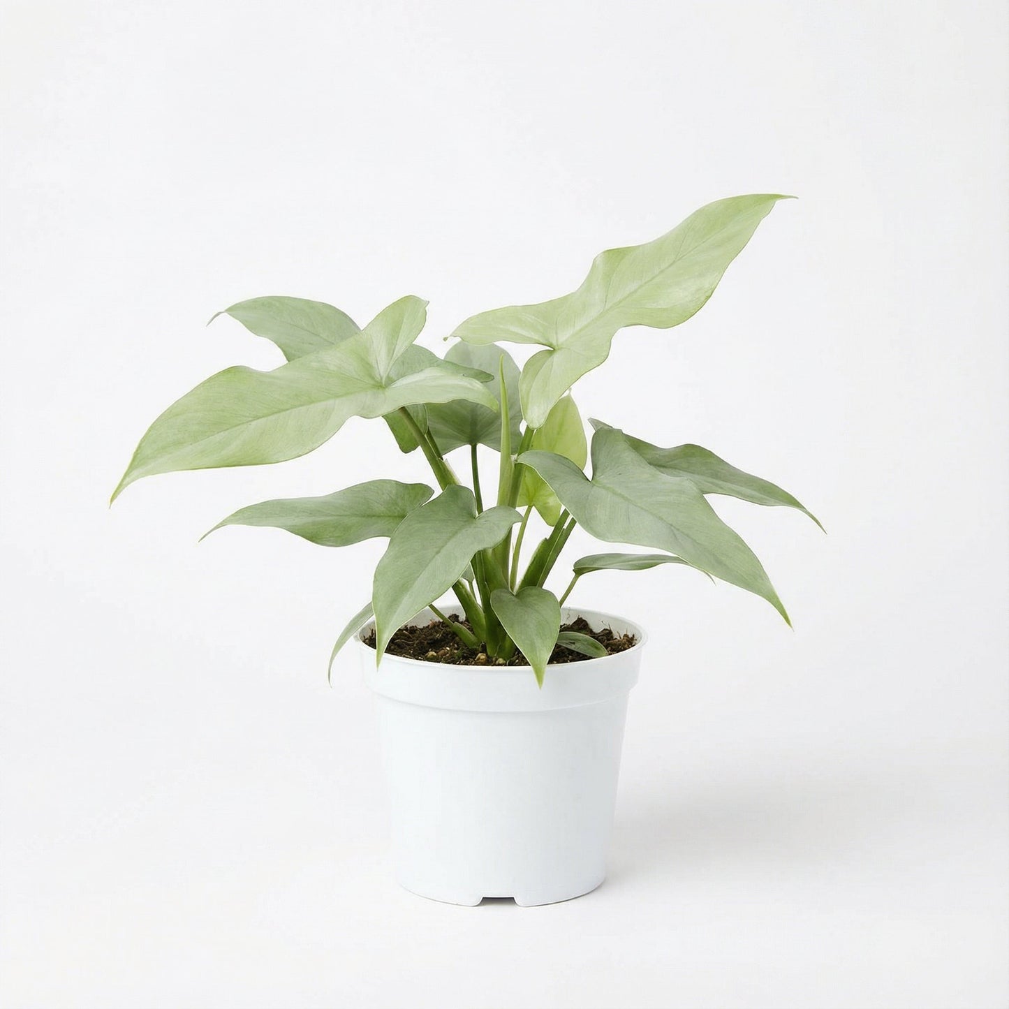 Syngonium Silver Fox