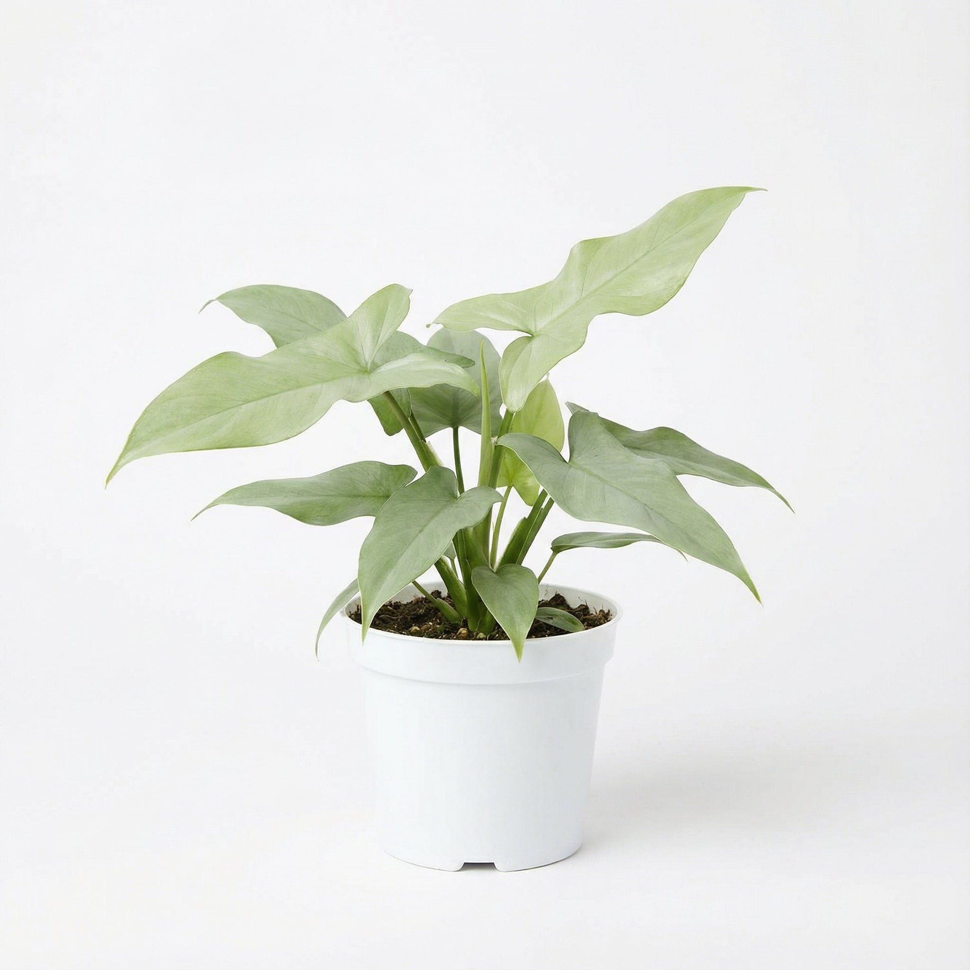Syngonium Silver Fox