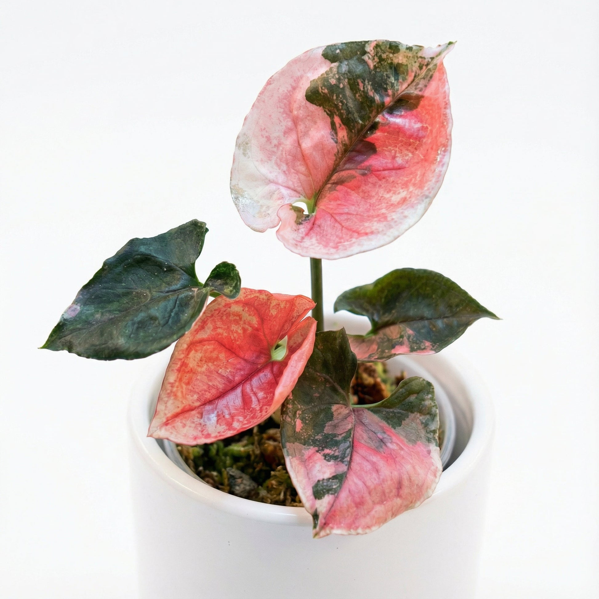 Syngonium Strawberry Ice