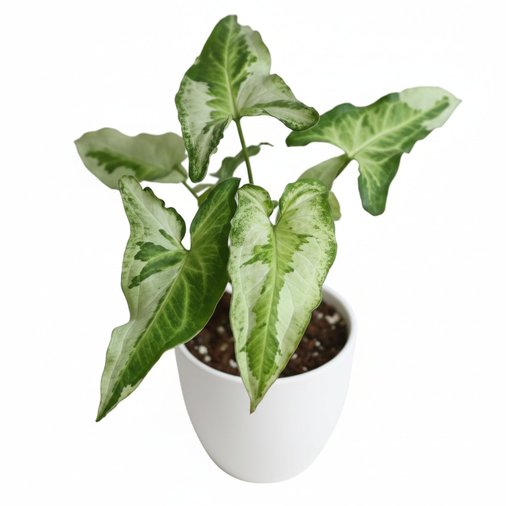 Syngonium Three Kings