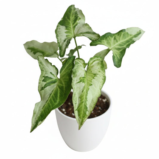 Syngonium Three Kings